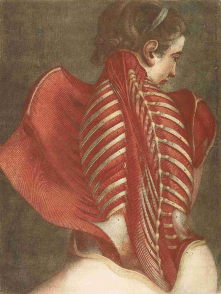 99-Gautier-Dagoty_Jacques-Fabien_L'Ange_anatomique_615x464mm_6924